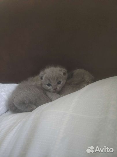 Шотландские котята