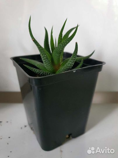 Хавортия большие и малыши Суккулент Алоэ