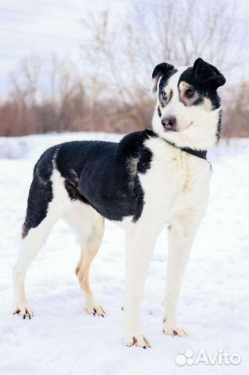 Собака бесплатно в хорошую семью