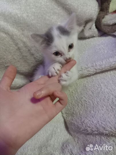 Котята в добрые руки бесплатно