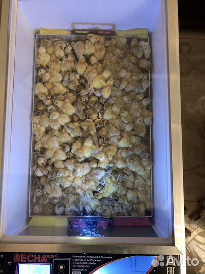 Перепелята суточные