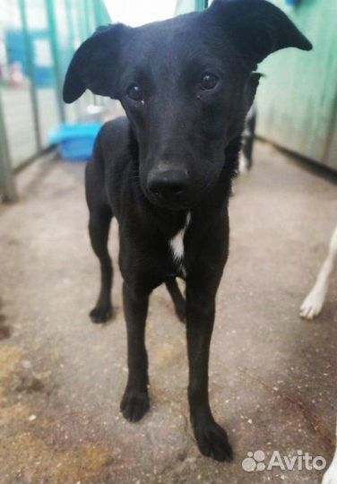 Шелли собачка из приюта, в дар