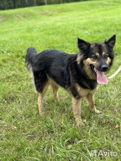 Домашняя собачка 12 кг оказалась в приюте