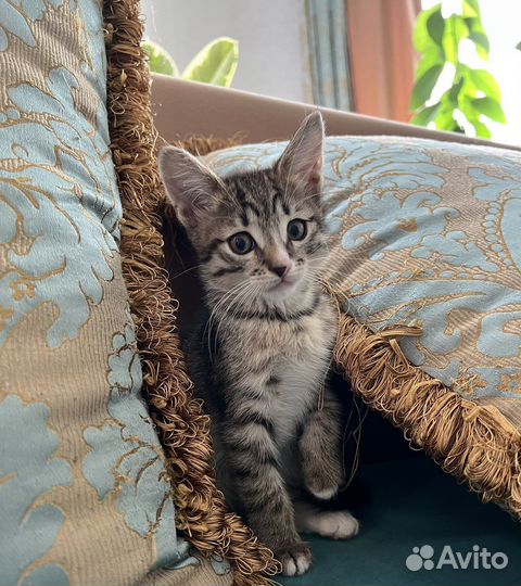 Кошки котята котенок