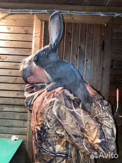 Доставка кролмков из Москвы в Краснодар