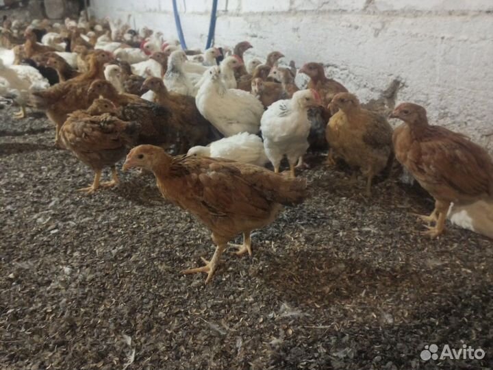 Цыплята подрощенные