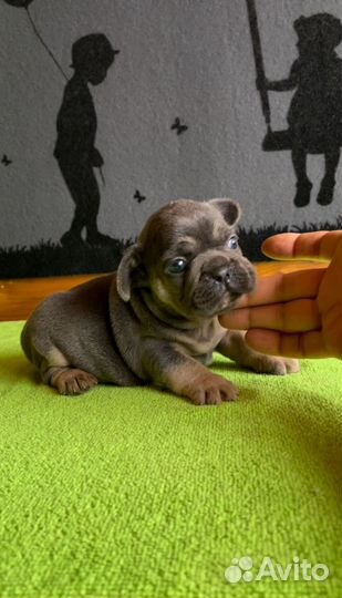 Французский бульдог