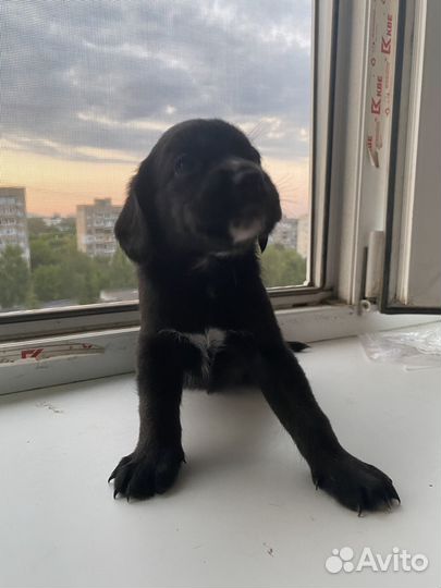 Щенок в добрые руки