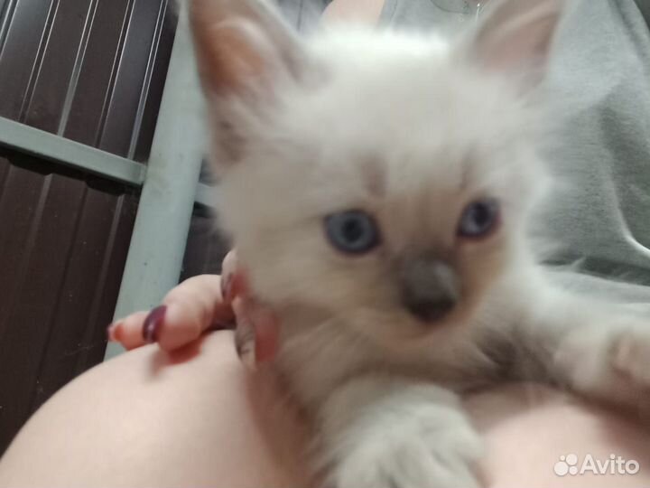 Отдам котят в добрые руки