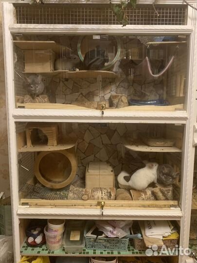 Витрина для шиншилл бу