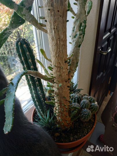 Кактусы и суккуленты флорариум