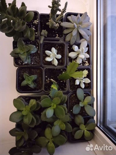 Суккуленты