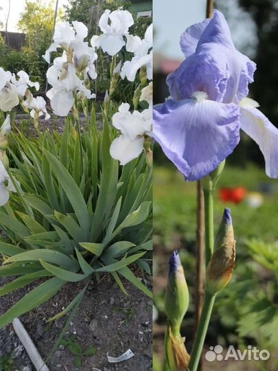 Ирисы бородатые