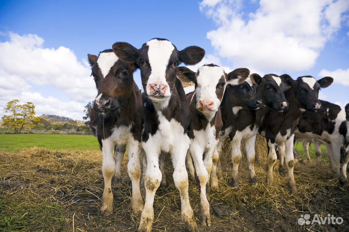 Бычки.телята