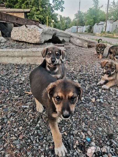 Щенки в добрые руки