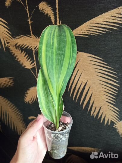 Сансевиерии