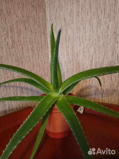 Комнатные цветы алоэ