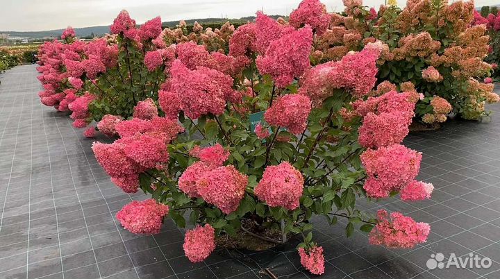 Гортензия метельчатая Самарская Лидия