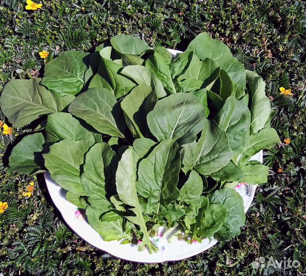 Руккола, шпинат, огурцы, кабачки и другие овощи