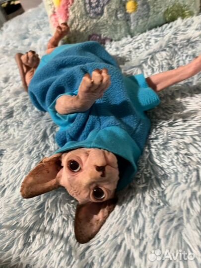 Канадский сфинкс кастрирован