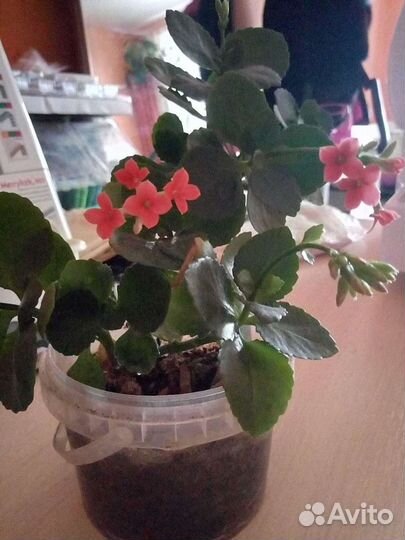 Каланхоэ розовый