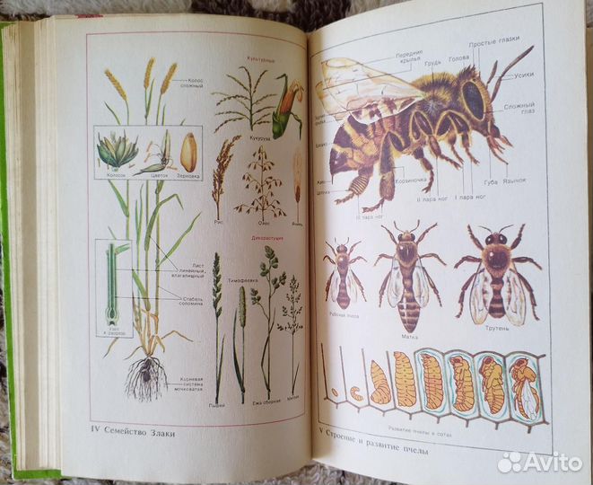 Биология. Справочные материалы