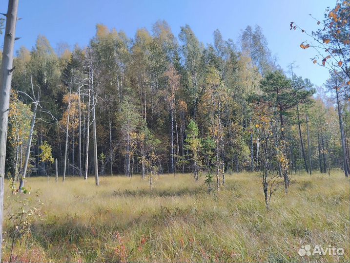 Клюква свежая, отборная