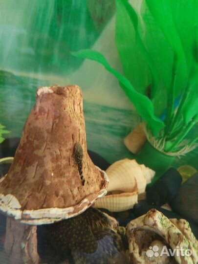 Сомики анциструсы и коридорас альбинос