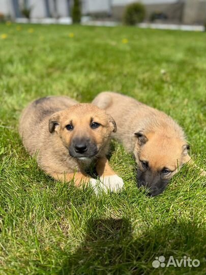 Собака в добрые руки отдам бесплатно