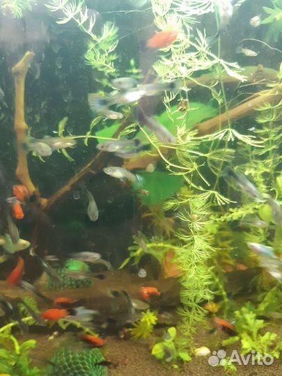 Аквариумные рыбки,креветки, грунт, криптокорина