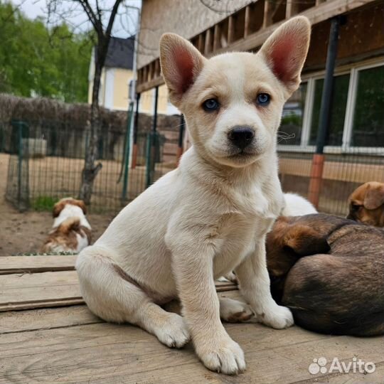 Бульхас (щенки)