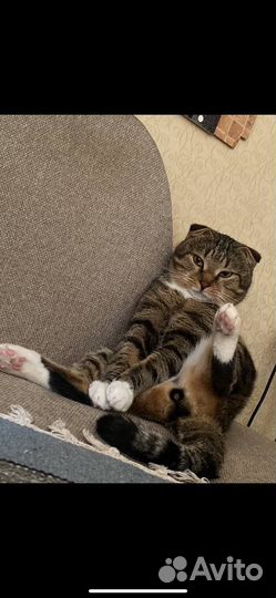 Отдам кота в добрые руки