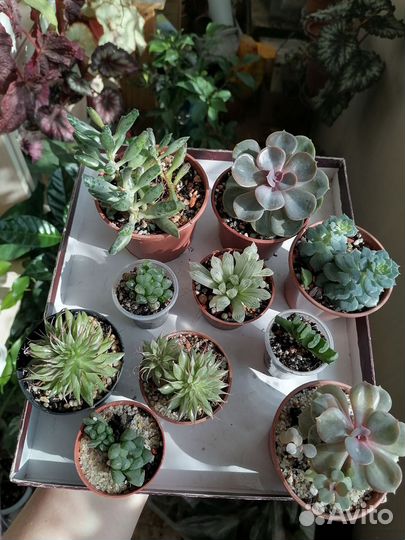 Суккуленты