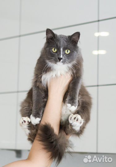 Котики Пушок и Сёма ищут дом