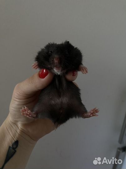 Сирийские хомячки