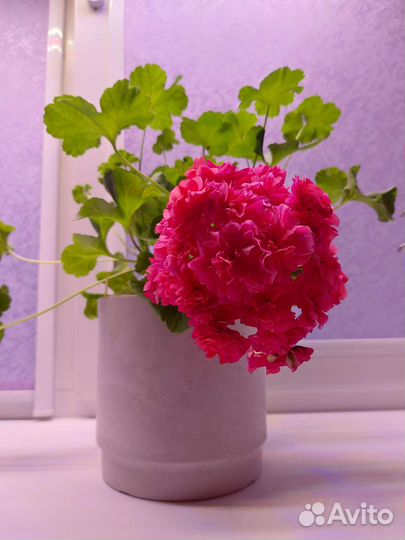 Пеларгония герань