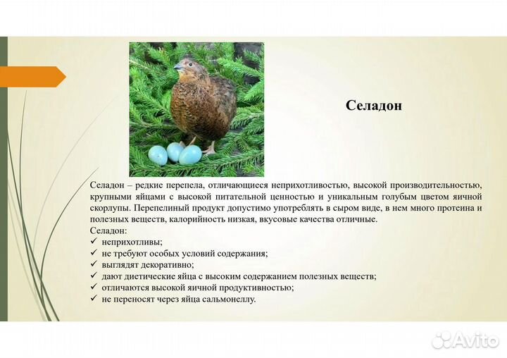 Перепелята, дети перепелок, инкубационные яйца