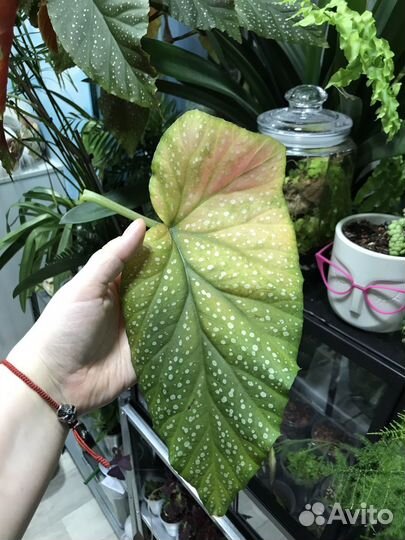 Бегония коралловая