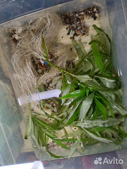 Аквариумные растения