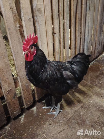 Петух джерсийский гигант