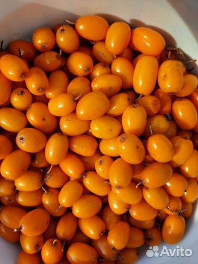 Облепиха ягоды