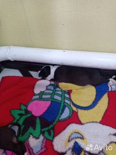 Собаки щенки