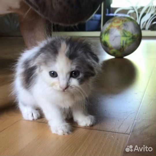 Котята 1,5-2 мес девочки