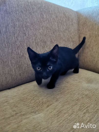 Ночка девочка 2 месяца