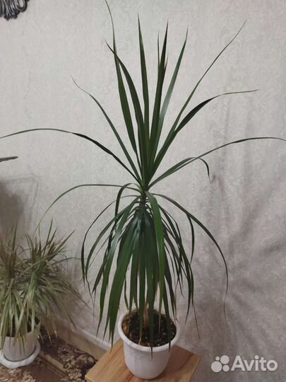 Пальма драцена