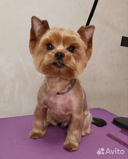 Стрижка собак