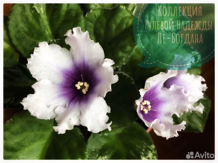 Сортовые фиалки