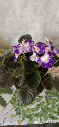 Листики фиалки на срез