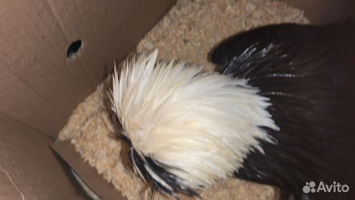 Молодой петух голладский белохохлый