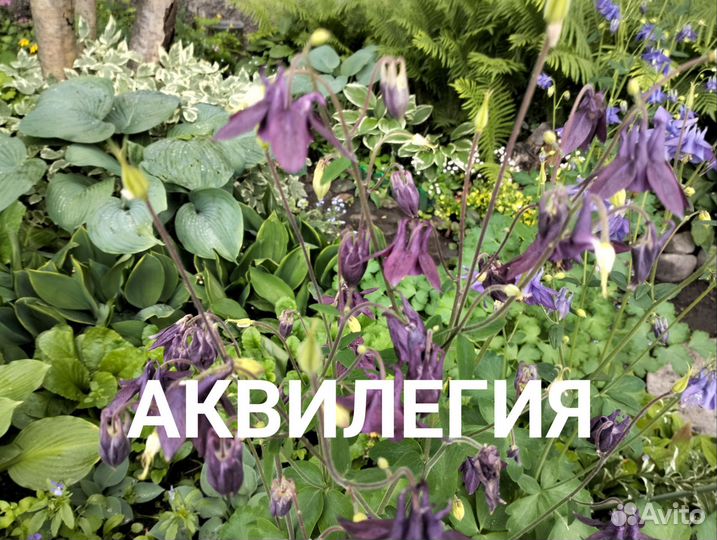 Продам многолетние цветы